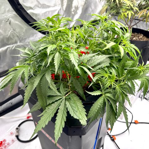 Dark Matter growlog photo: Added more training clips. Stretched about 1-2 inches overnight. 