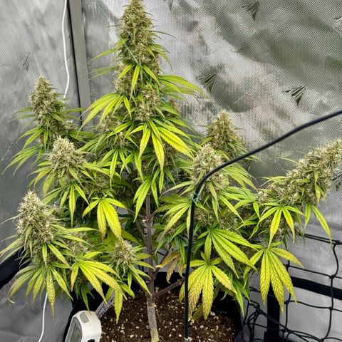 Berry Gas Mask CBD - ATLAS SEEDS growlog timeline photo