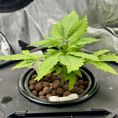 Jelly Donutz growlog timeline photo