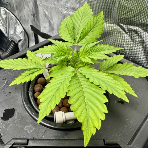 Jelly Donutz growlog timeline photo