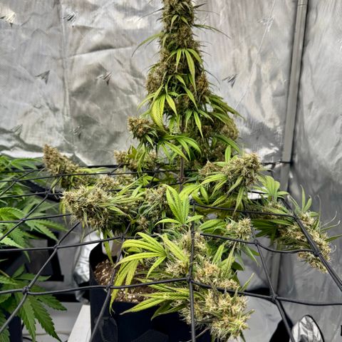 Berry Gas Mask CBD - ATLAS SEEDS growlog timeline photo