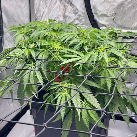 Dark Matter growlog timeline photo