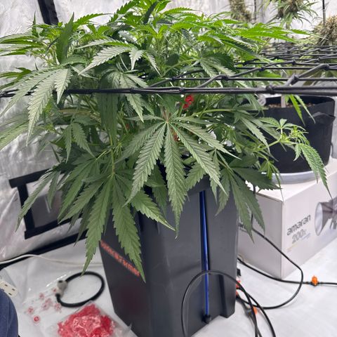 Dark Matter growlog timeline photo