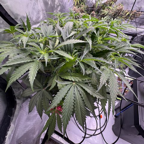 Dark Matter growlog timeline photo