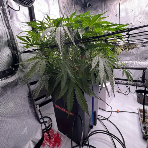 Dark Matter growlog timeline photo