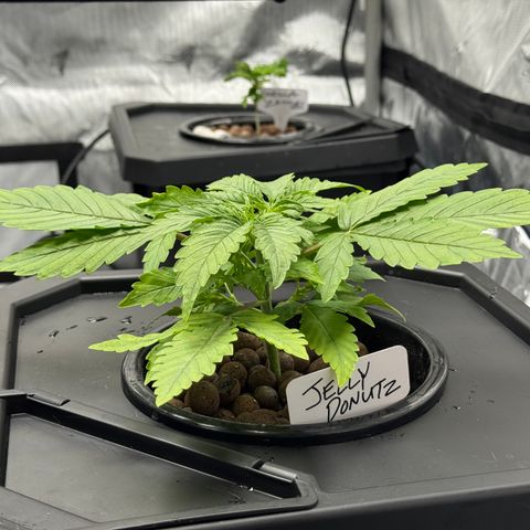 Jelly Donutz growlog timeline photo