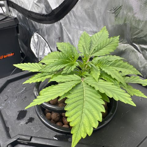 Jelly Donutz growlog timeline photo