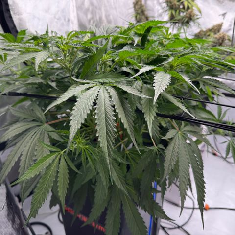 Dark Matter growlog timeline photo