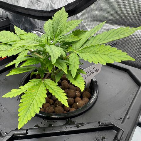 Jelly Donutz growlog timeline photo