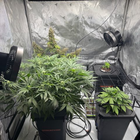 Dark Matter growlog timeline photo