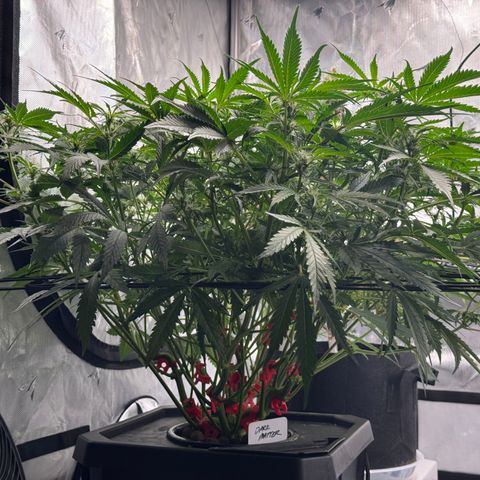 Dark Matter growlog timeline photo