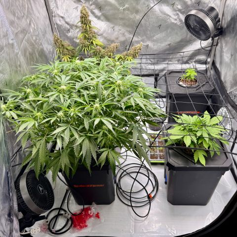 Dark Matter growlog timeline photo