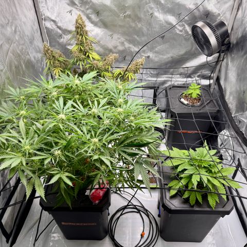 Dark Matter growlog timeline photo