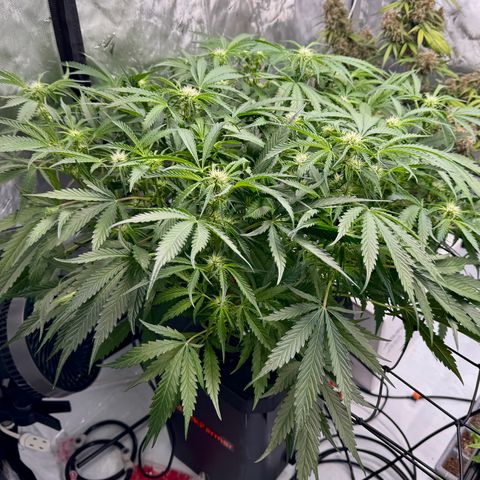 Dark Matter growlog timeline photo