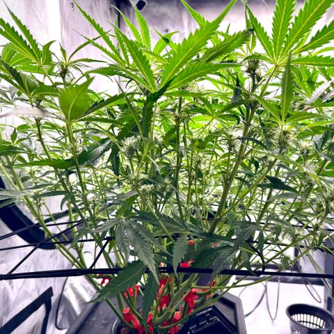 Dark Matter growlog timeline photo