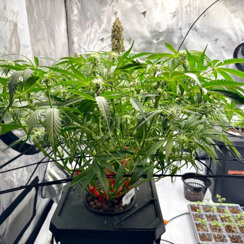 Dark Matter growlog timeline photo