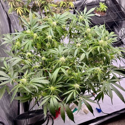 Dark Matter growlog timeline photo