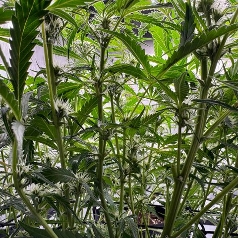 Dark Matter growlog timeline photo