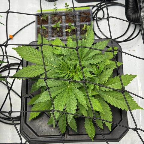 Jelly Donutz growlog photo: Monitoring for possible pest. No signs of life. Sprayed with neem oil as precaution. 