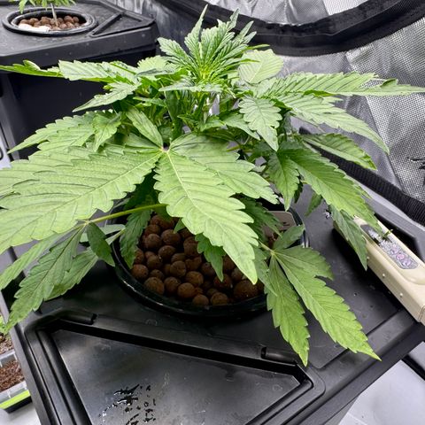 Jelly Donutz growlog photo: Monitoring for possible pest. No signs of life. Sprayed with neem oil as precaution. 
