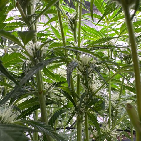 Dark Matter growlog timeline photo