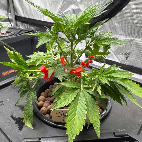 Jelly Donutz growlog timeline photo