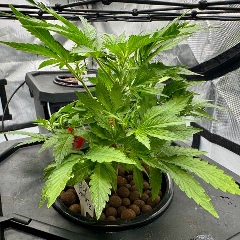 Jelly Donutz growlog timeline photo