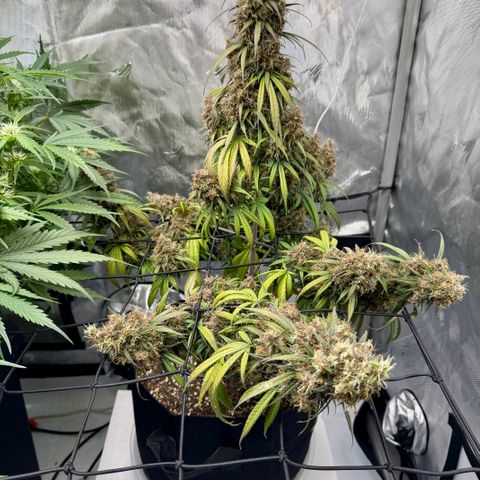 Berry Gas Mask CBD - ATLAS SEEDS growlog timeline photo