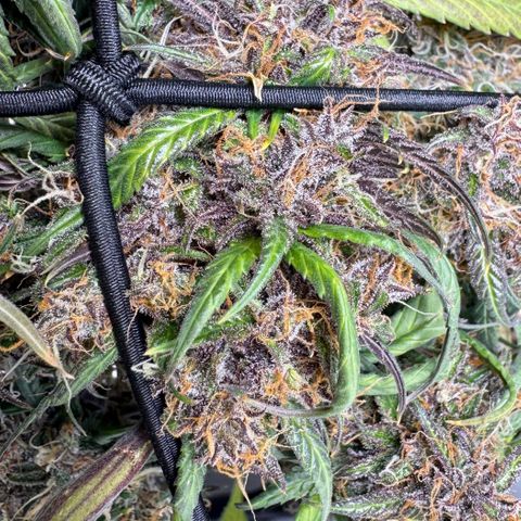 Berry Gas Mask CBD - ATLAS SEEDS growlog timeline photo