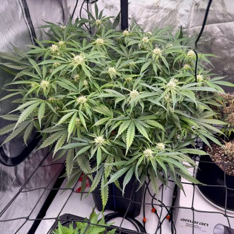 Dark Matter growlog timeline photo