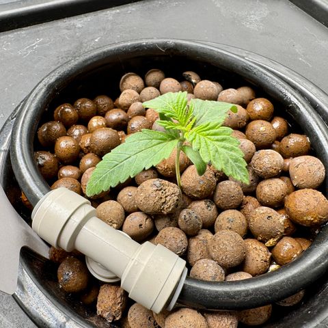 Sour Stomper 1 growlog timeline photo