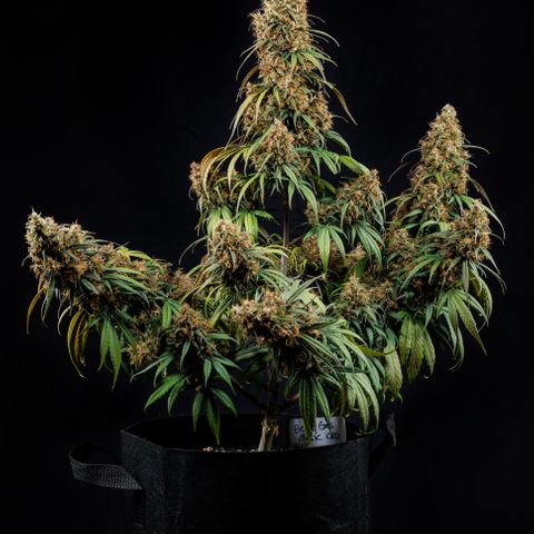 Berry Gas Mask CBD - ATLAS SEEDS growlog timeline photo