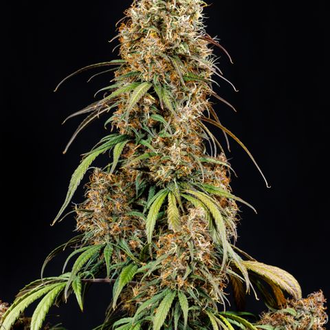 Berry Gas Mask CBD - ATLAS SEEDS growlog timeline photo