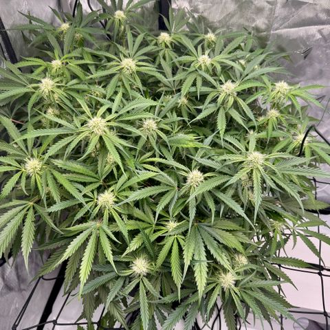 Dark Matter growlog timeline photo