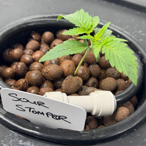 Sour Stomper 1 growlog timeline photo