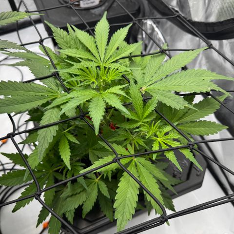 Jelly Donutz growlog timeline photo