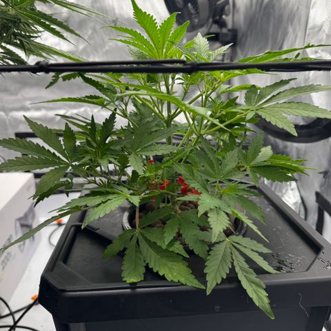 Jelly Donutz growlog timeline photo