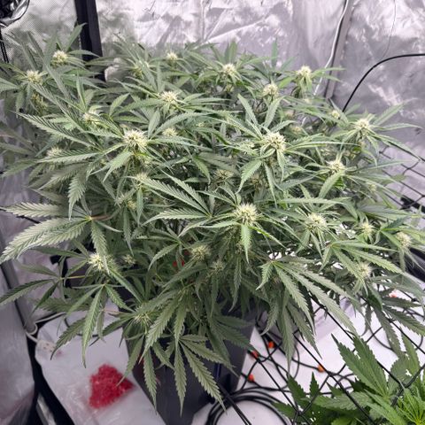 Dark Matter growlog timeline photo