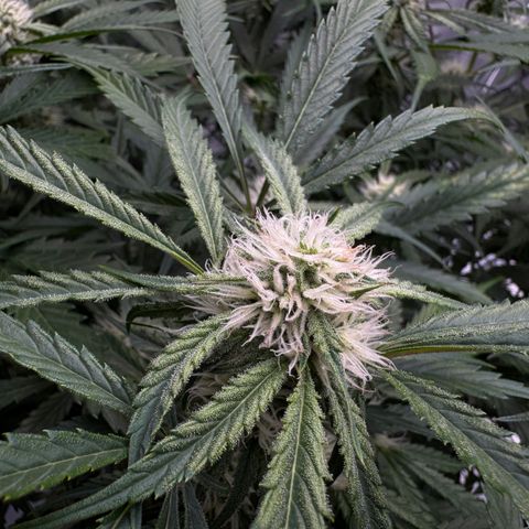 Dark Matter growlog timeline photo