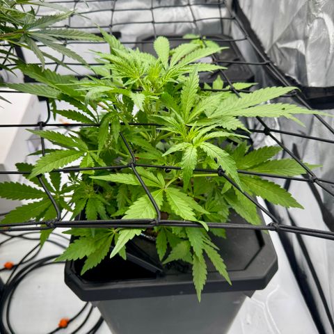 Jelly Donutz growlog timeline photo