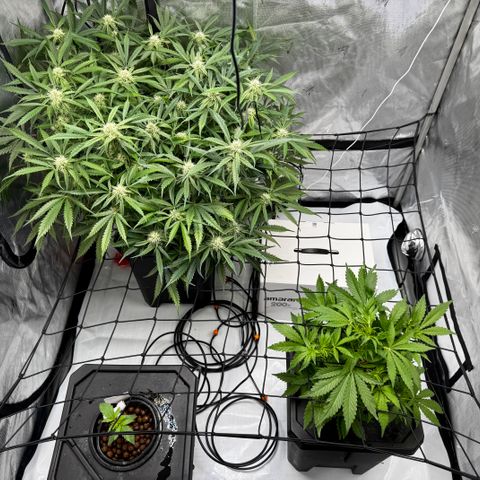 Dark Matter growlog timeline photo