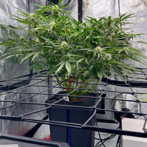 Dark Matter growlog timeline photo
