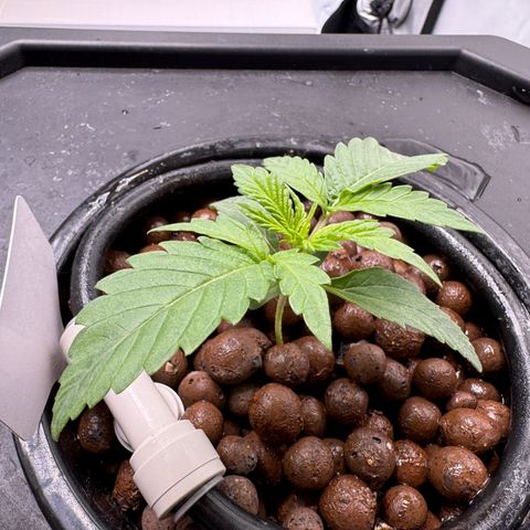 Sour Stomper 1 growlog timeline photo