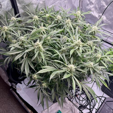 Dark Matter growlog timeline photo