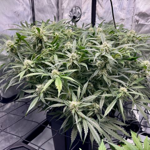 Dark Matter growlog timeline photo