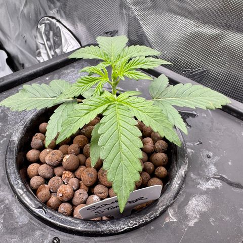 Sour Stomper 1 growlog timeline photo