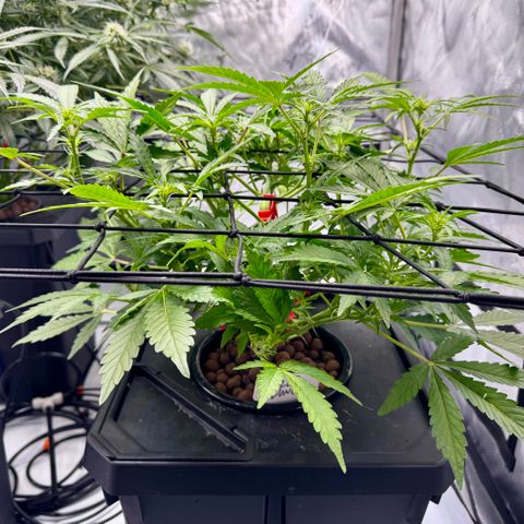 Jelly Donutz growlog timeline photo