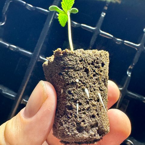 Banana Purple Punch Auto growlog timeline photo