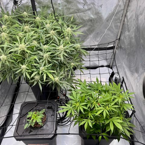 Dark Matter growlog timeline photo