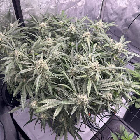 Dark Matter growlog timeline photo
